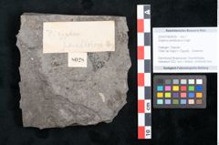 Foto (Objekt + Etikett) von Zizyphus paradisiacus Unger (NHMW-GEO-2024-0188-8028)
